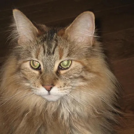 Oda ve Kahvaltı Bnb Haag