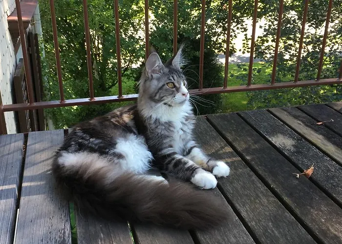 Couette-café Bnb Haag Haag