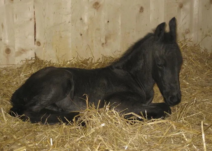 Bnb Haag Bed and breakfast Haag