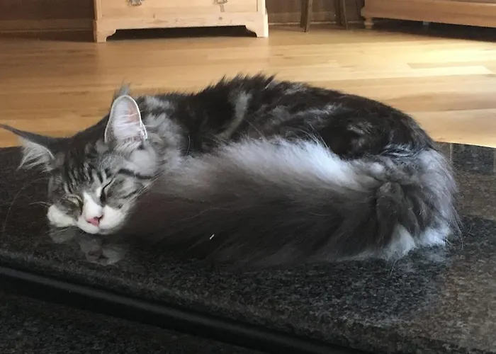 Bed and breakfast Bnb Haag Haag