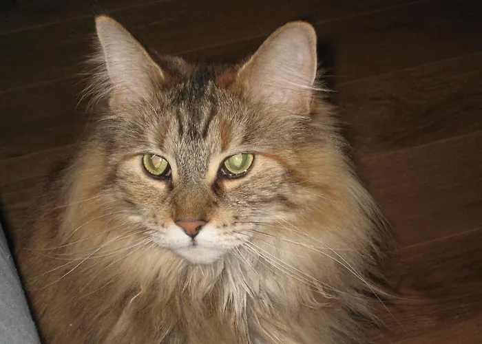 Bed and breakfast Bnb Haag