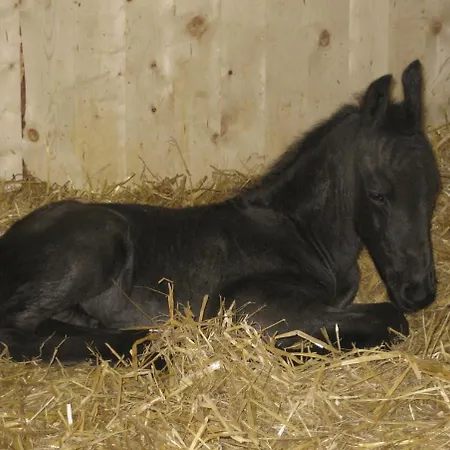 Bnb Haag לינה וארוחת בוקר Haag