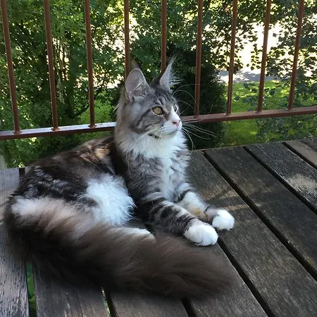 לינה וארוחת בוקר Bnb Haag Haag